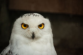 Une chouette qui à l'air en colère