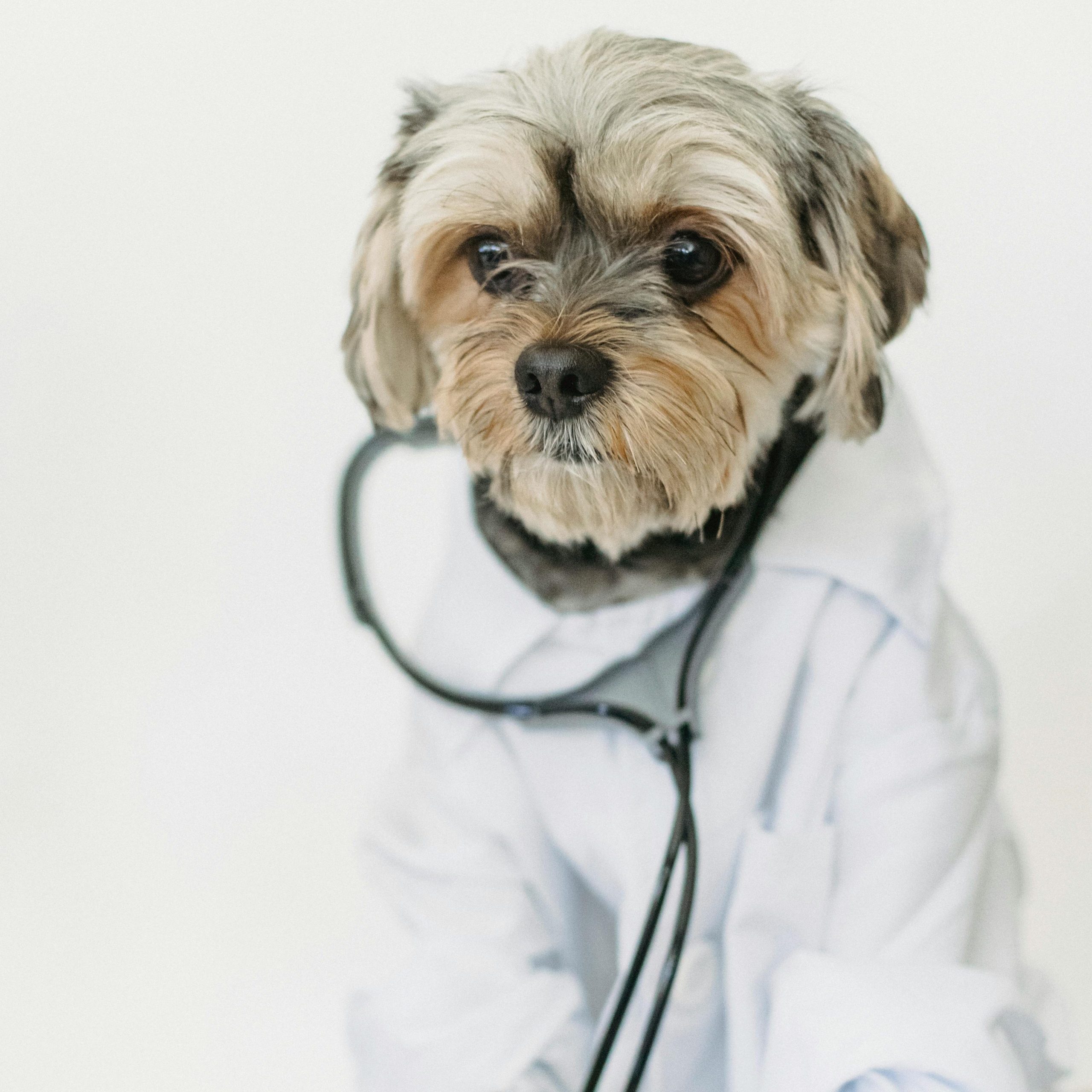 un chien en tenue de docteur