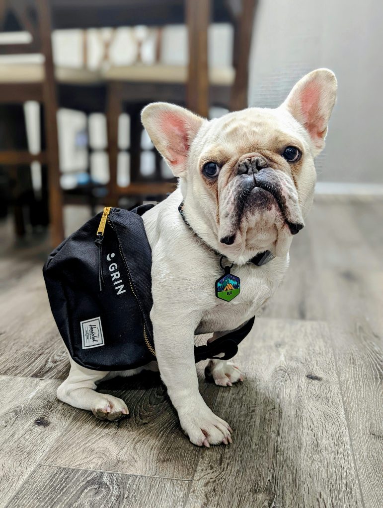 un bulldog avec un sac banane autour de sa taille